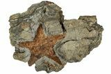 Ordovician Starfish (Petraster?) Fossil - Morocco #217077-1